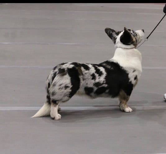 Cardigan Welsh Corgi Puppies breeder image 8