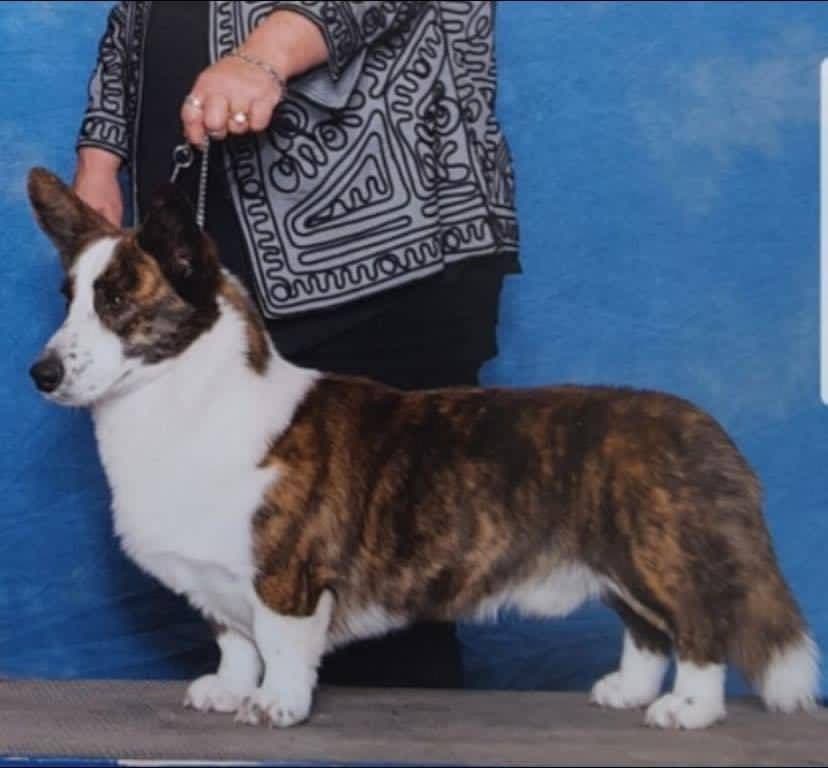 Cardigan Welsh Corgi Puppies breeder image 10