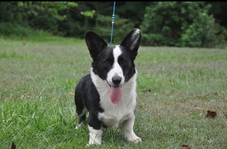 Cardigan Welsh Corgi Puppies breeder image 13
