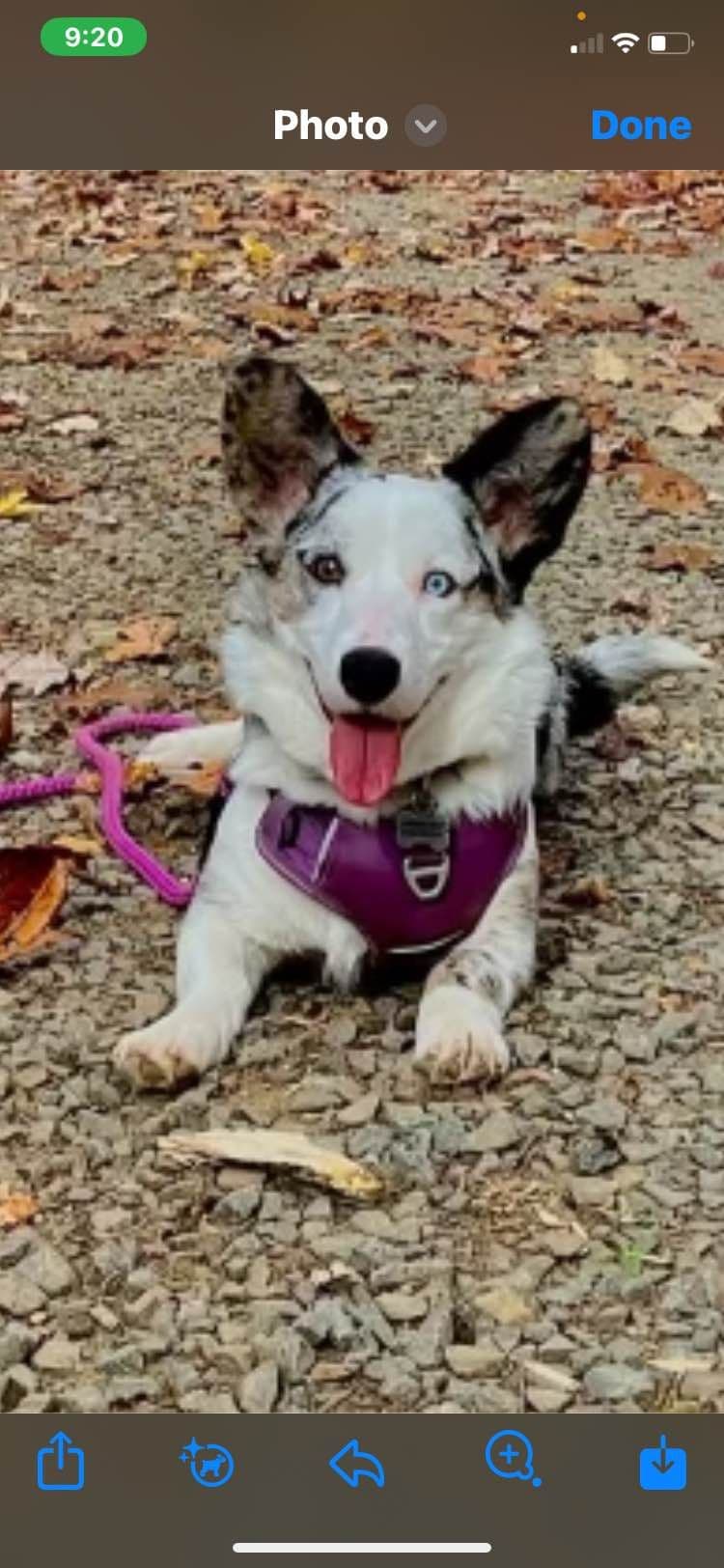 Cardigan Welsh Corgi Puppies breeder image 14