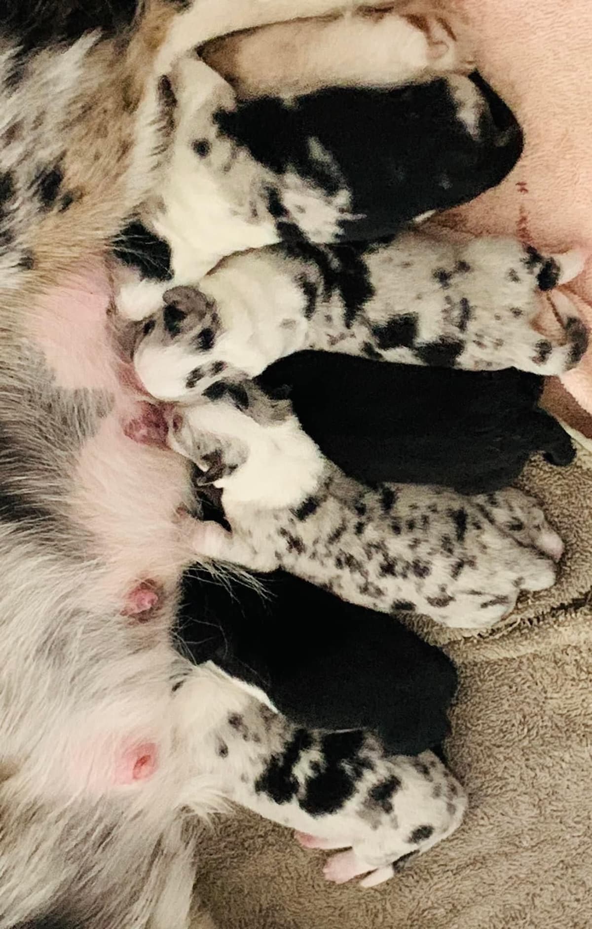 Cardigan Welsh Corgi Puppies breeder image 16