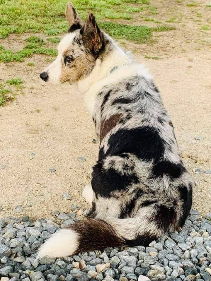 Cardigan Welsh Corgi Puppies breeder image 17