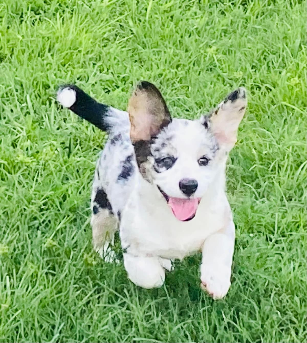 Cardigan Welsh Corgi Puppies breeder image 18