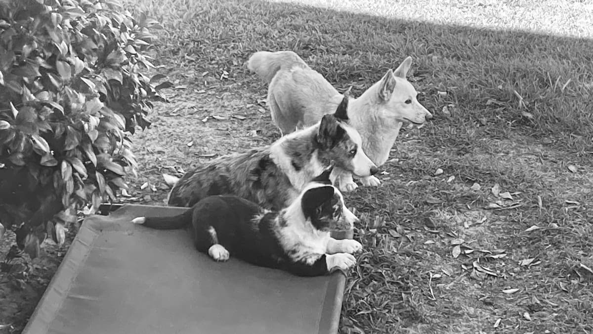 Cardigan Welsh Corgi Puppies breeder image 19