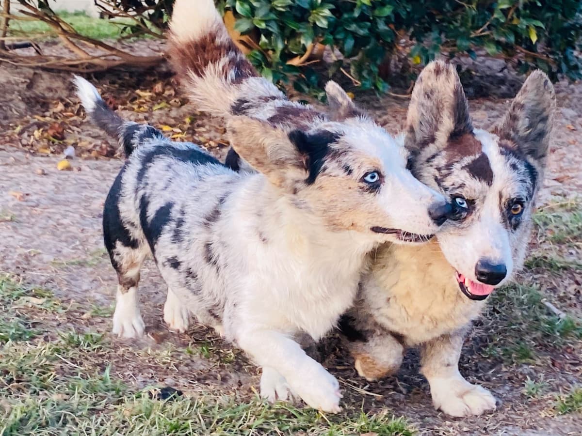 Cardigan Welsh Corgi Puppies breeder image 21