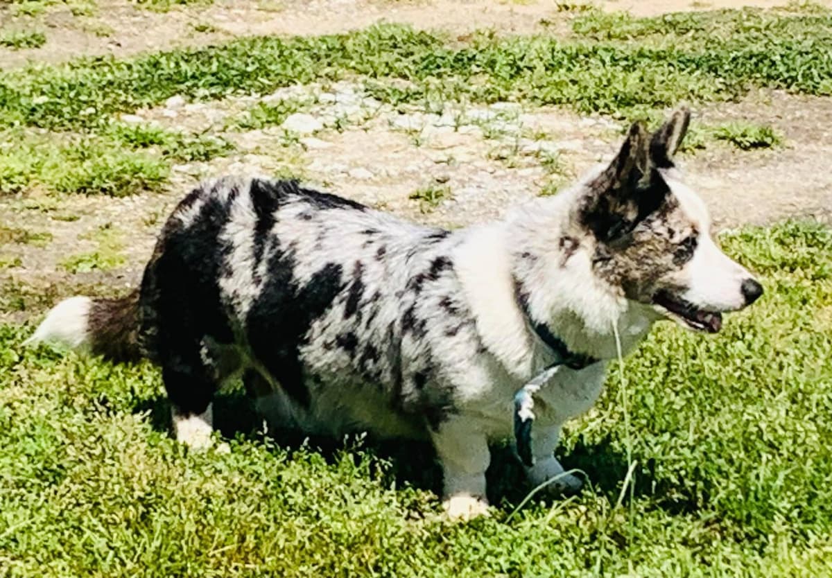 Cardigan Welsh Corgi Puppies breeder image 20