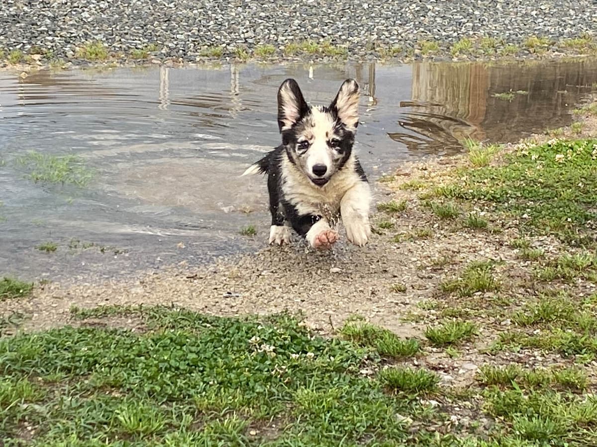 Cardigan Welsh Corgi Puppies breeder image 23