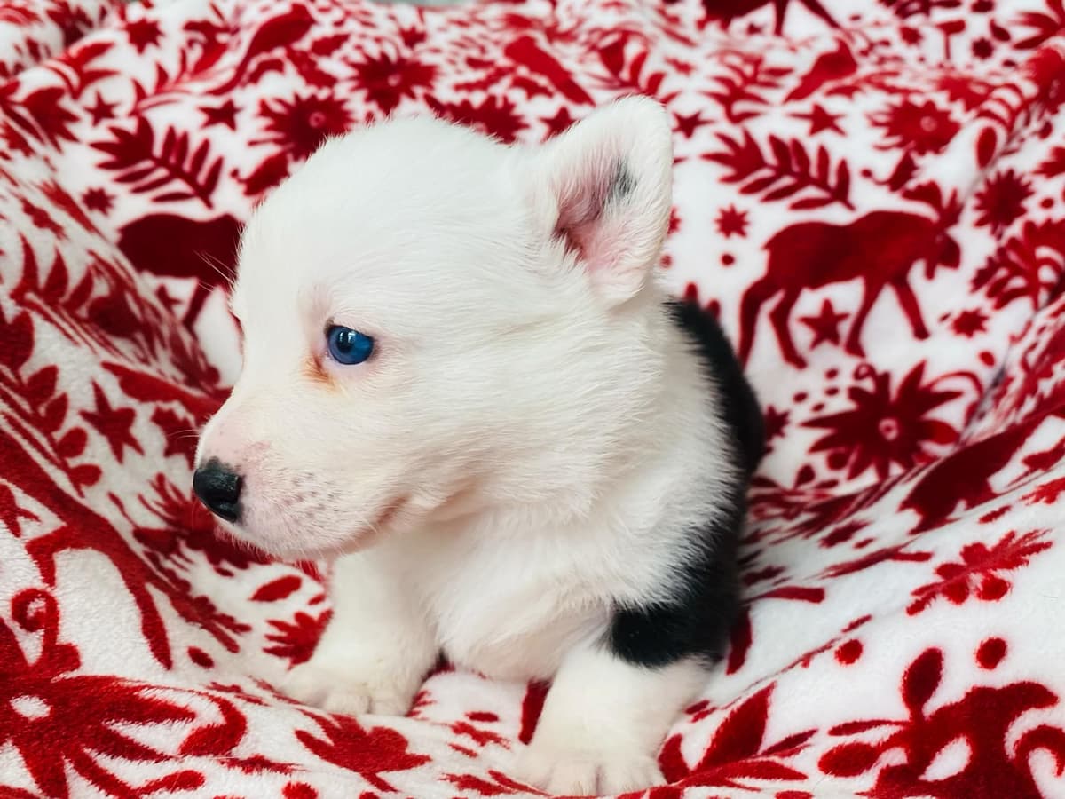 Cardigan Welsh Corgi Puppies breeder image 24