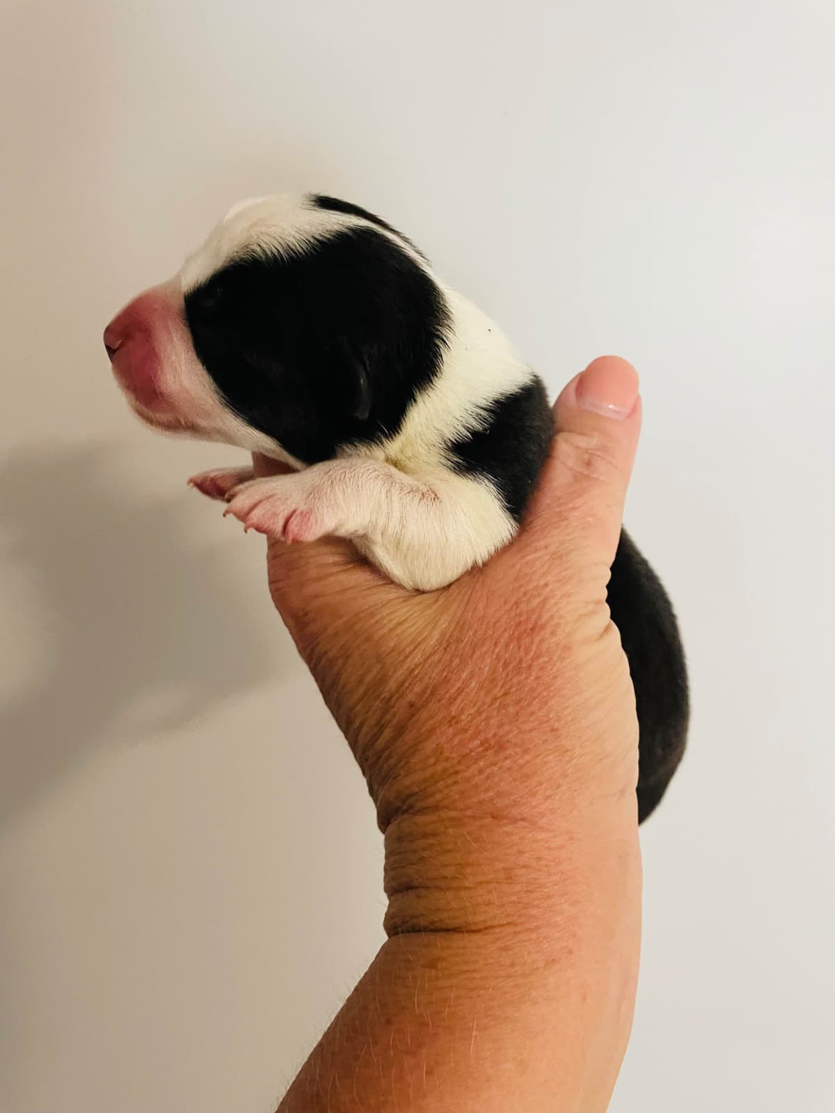 Cardigan Welsh Corgi Puppies breeder image 25