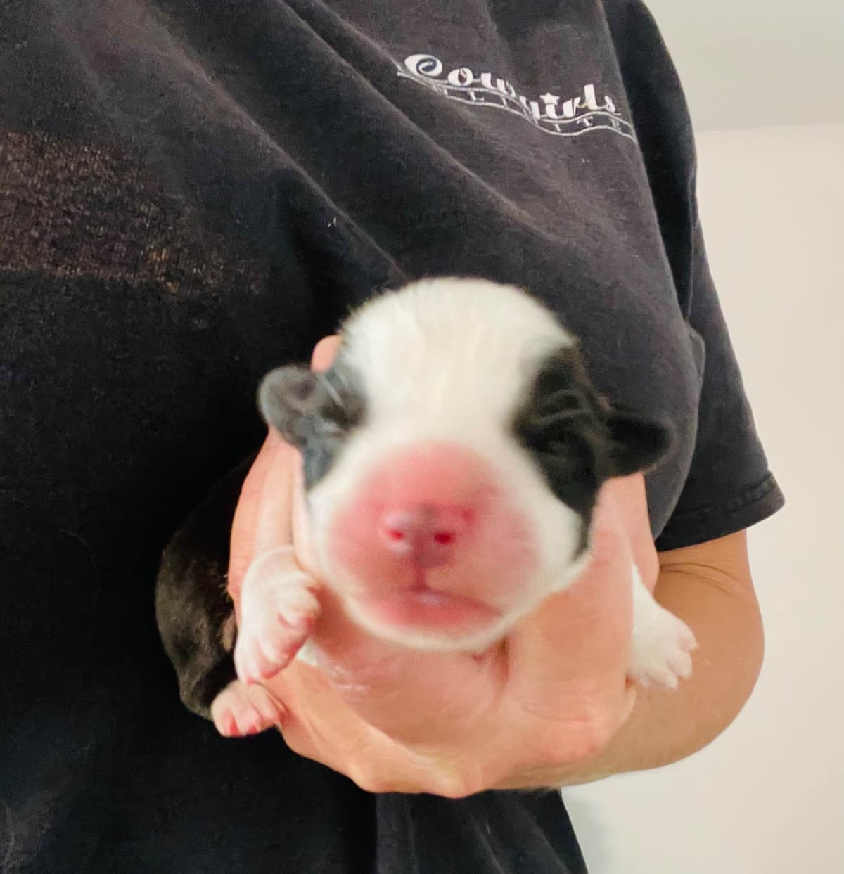 Cardigan Welsh Corgi Puppies breeder image 27