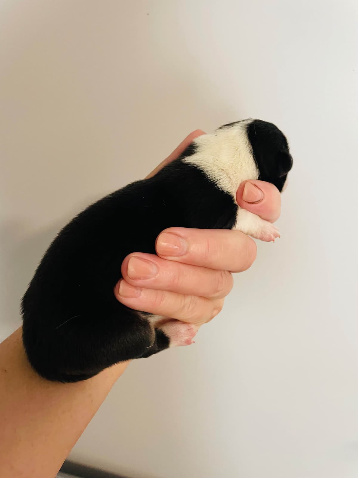 Cardigan Welsh Corgi Puppies breeder image 28
