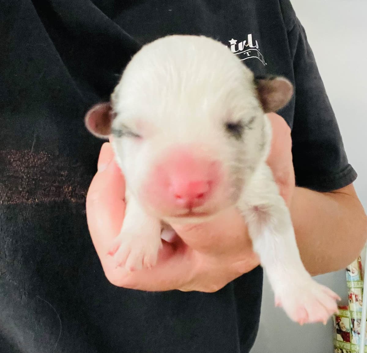 Cardigan Welsh Corgi Puppies breeder image 29
