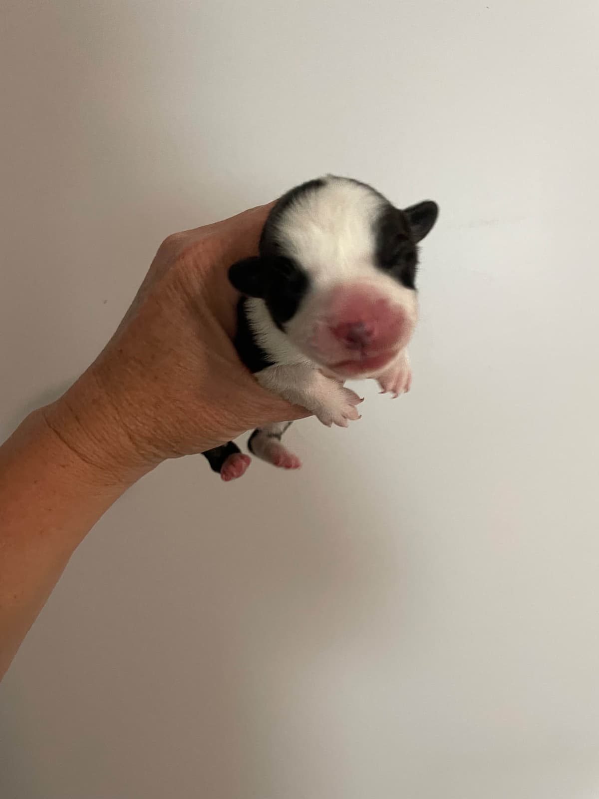 Cardigan Welsh Corgi Puppies breeder image 30