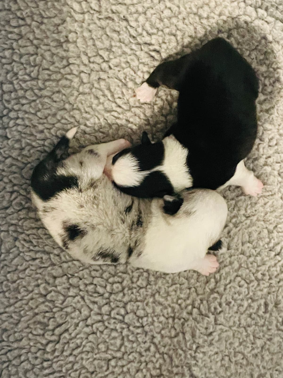 Cardigan Welsh Corgi Puppies breeder image 31