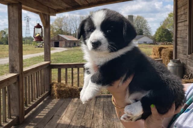 Cardigan Welsh Corgi Puppies media 4