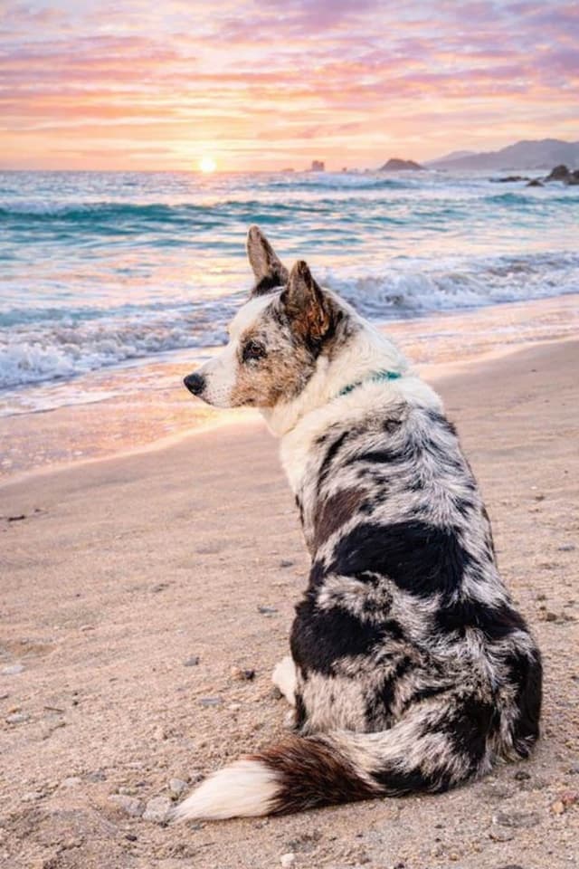 Cardigan Welsh Corgi Puppies media 6