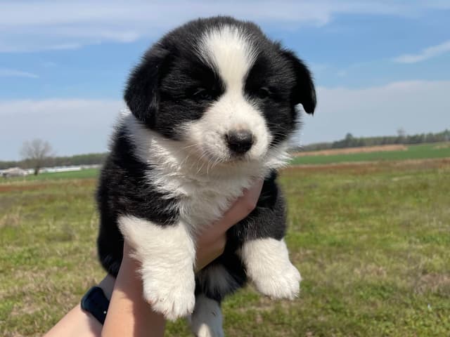 Cardigan Welsh Corgi Puppies media 7