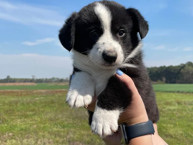 Cardigan Welsh Corgi Puppies media 8