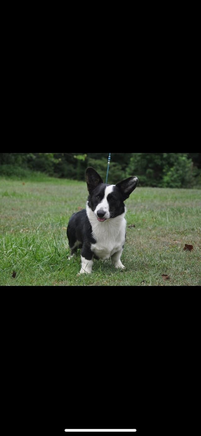 Cardigan Welsh Corgi Puppies media 9