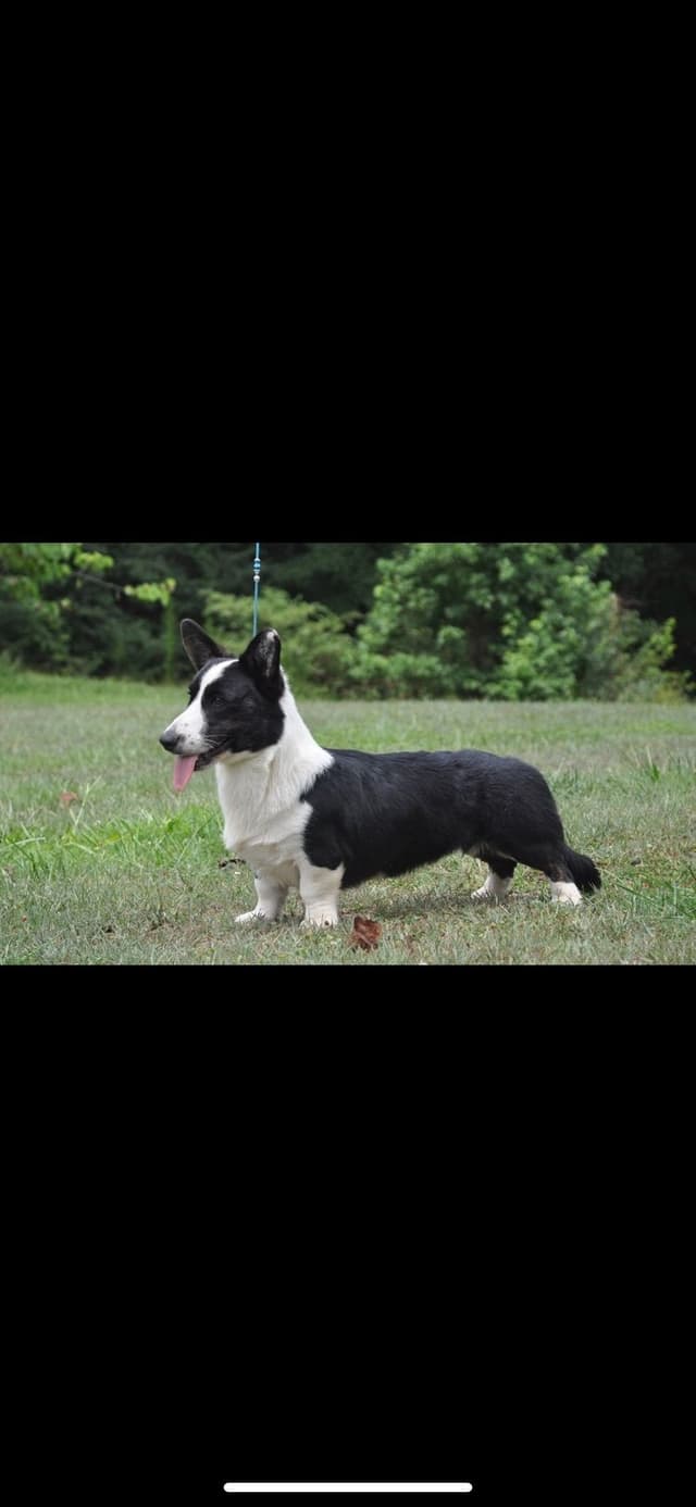 Cardigan Welsh Corgi Puppies media 10