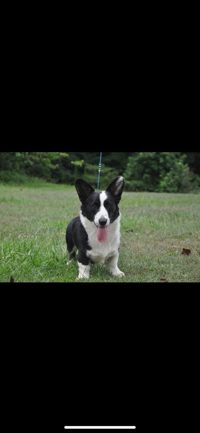 Cardigan Welsh Corgi Puppies media 11
