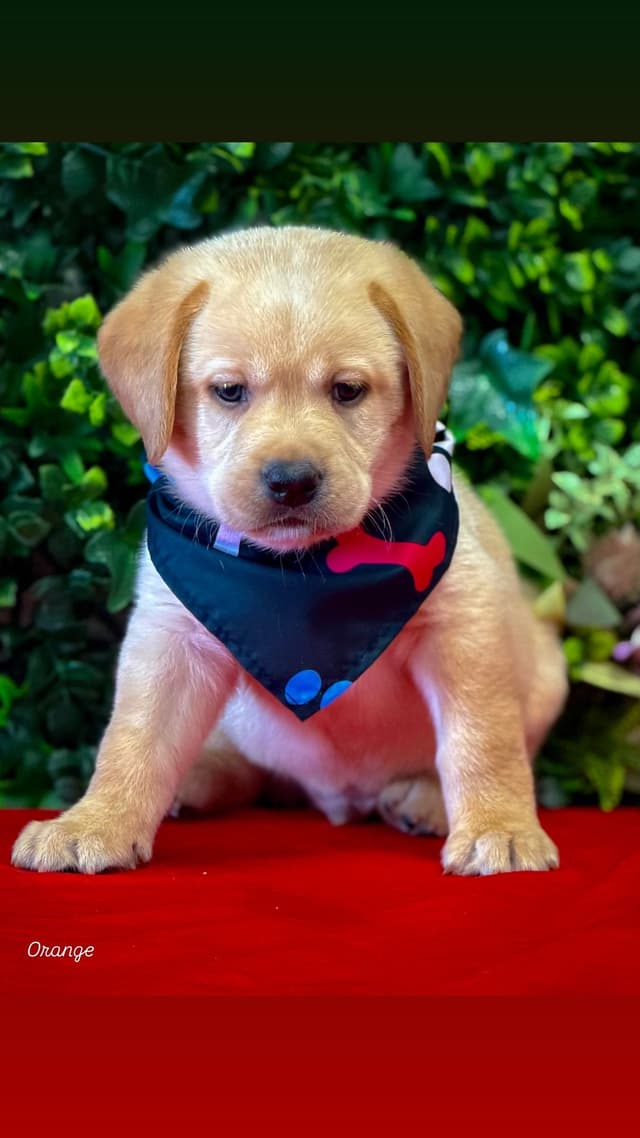 Labrador Retriever Puppies media 2