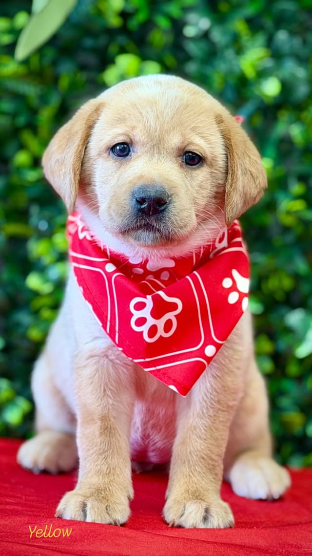 Labrador Retriever Puppies media 3