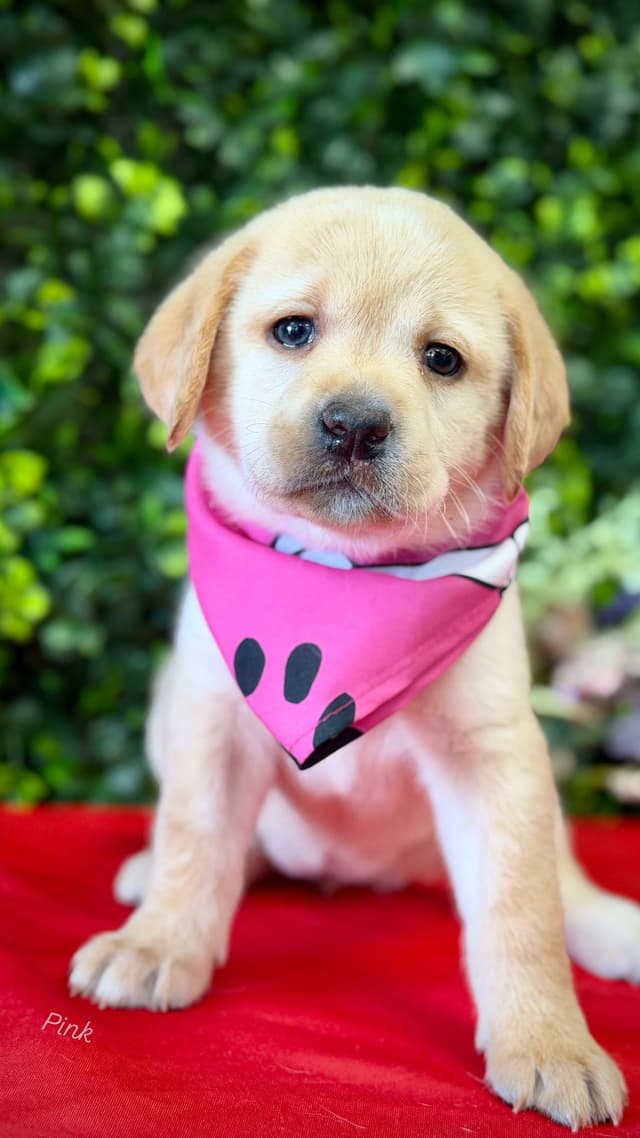 Labrador Retriever Puppies media 4