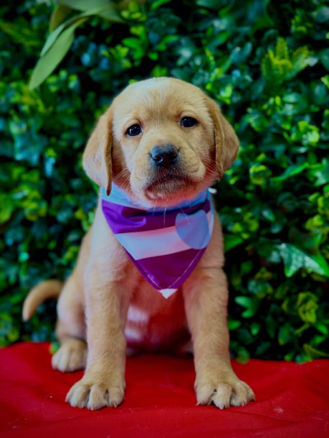 Labrador Retriever Puppies media 8