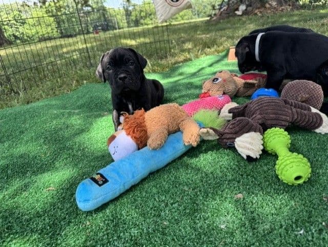 Import Line Cane Corso Puppies media 2
