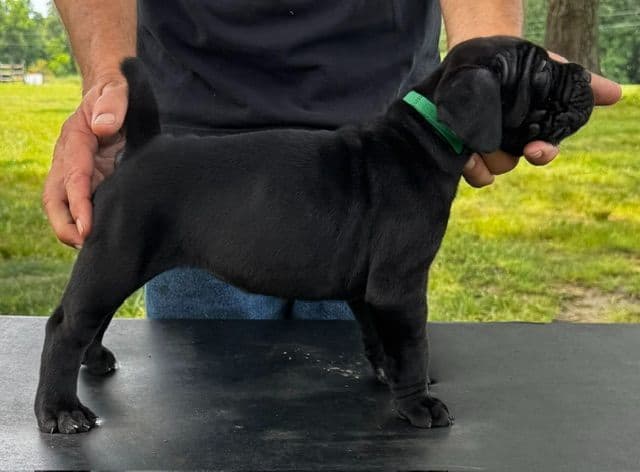 Import Line Cane Corso Puppies media 4