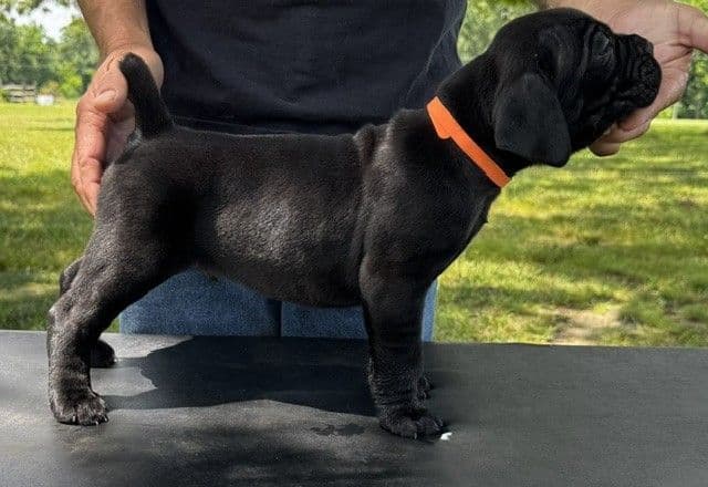 Import Line Cane Corso Puppies media 5