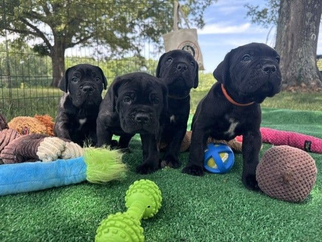 Import Line Cane Corso Puppies media 7