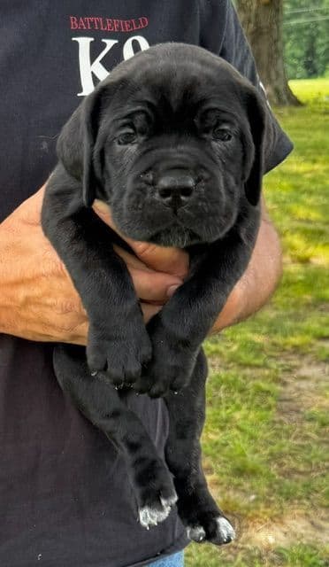 Import Line Cane Corso Puppies media 8