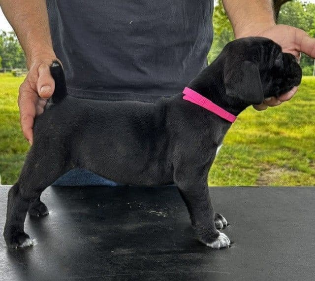 Import Line Cane Corso Puppies media 9