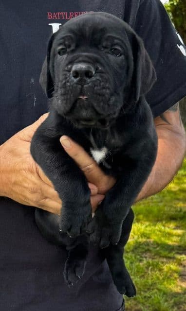 Import Line Cane Corso Puppies media 11