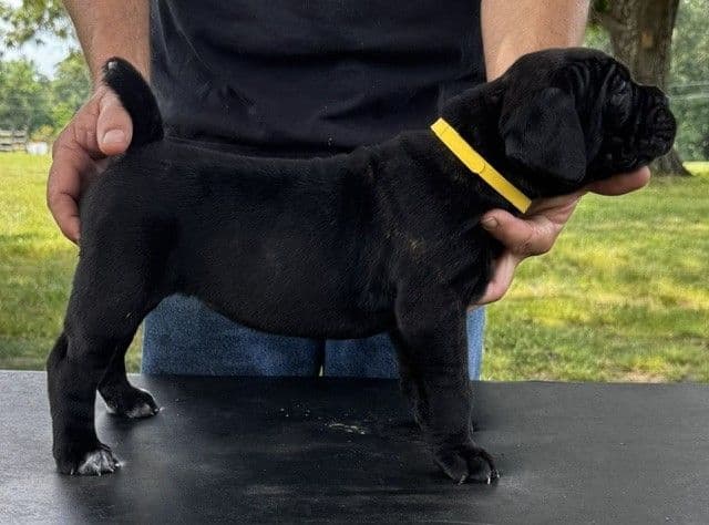 Import Line Cane Corso Puppies media 12