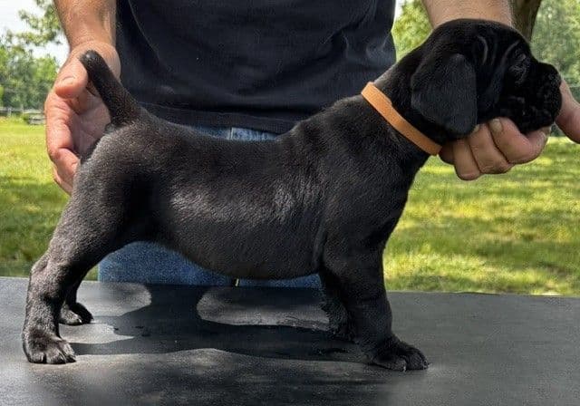 Import Line Cane Corso Puppies media 13