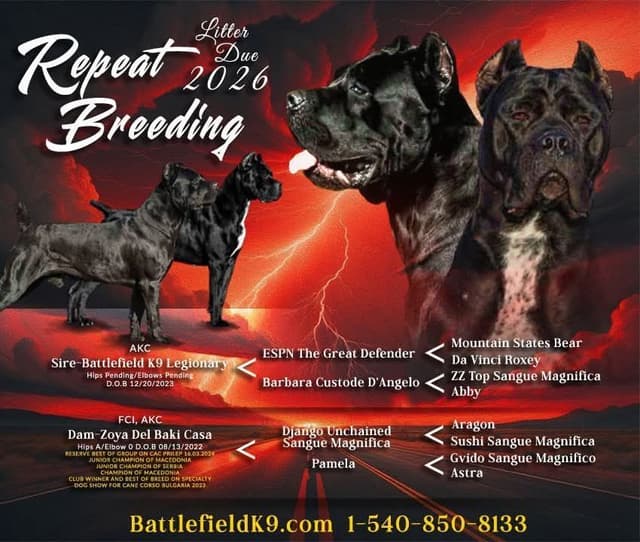 Import Line Cane Corso Puppies media 14