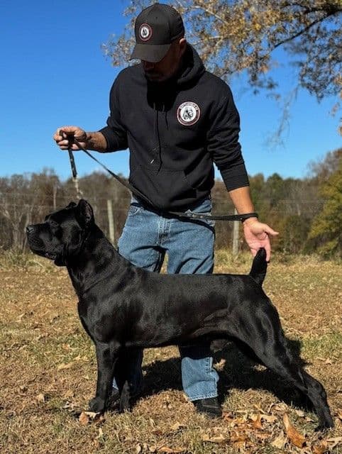 Import Line Cane Corso Puppies media 15