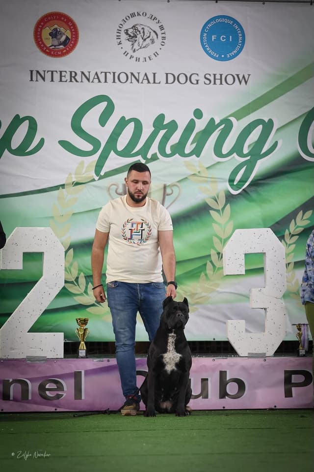 Import Line Cane Corso Puppies media 17
