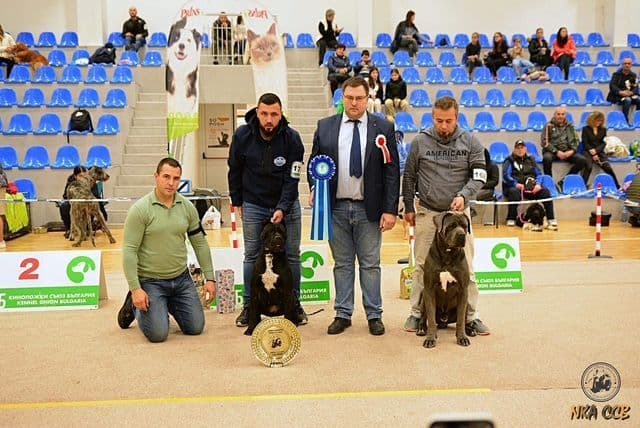 Import Line Cane Corso Puppies media 18