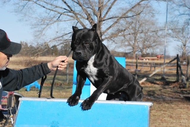 Import Line Cane Corso Puppies media 19