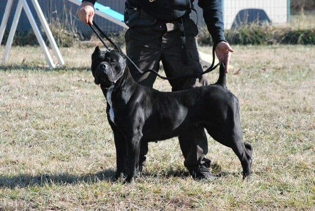 Import Line Cane Corso Puppies media 21