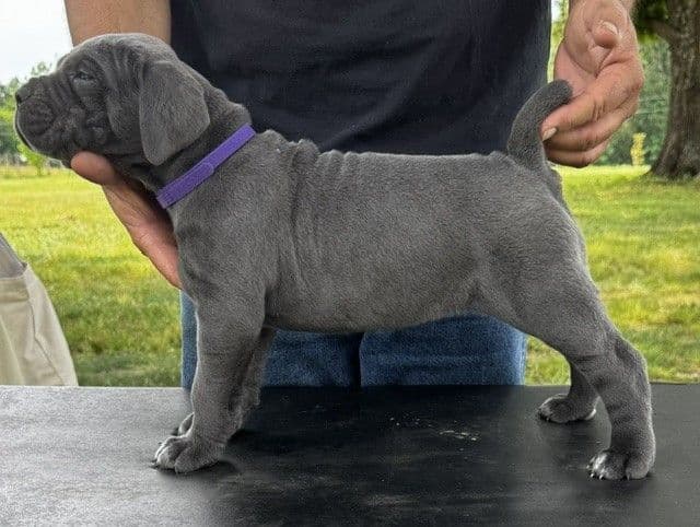 Import Line Cane Corso Puppies media 20
