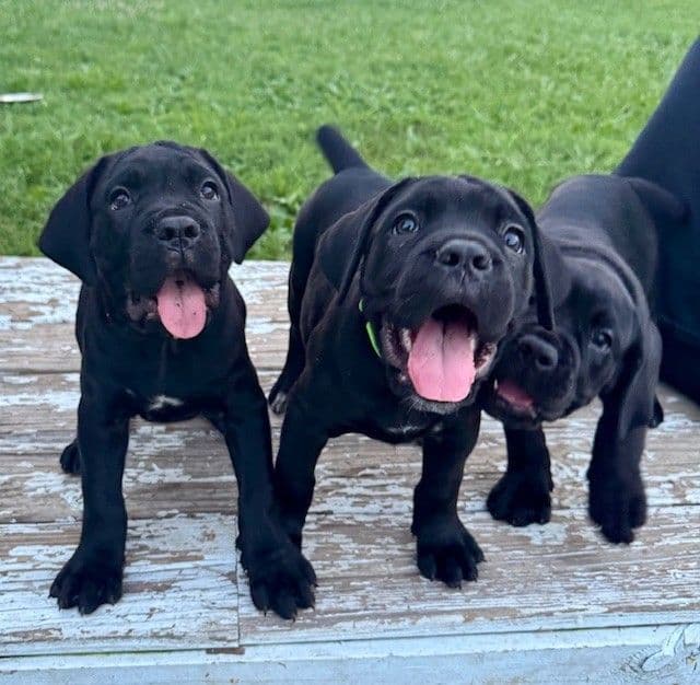 Import Line Cane Corso Puppies breeder image 2