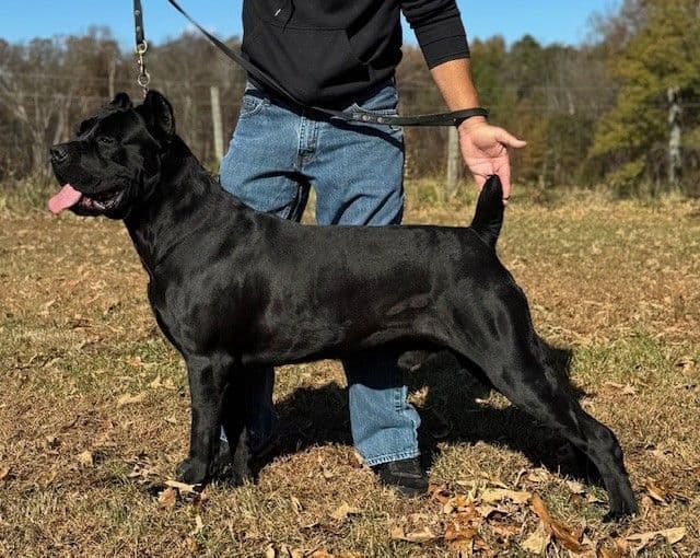 Import Line Cane Corso Puppies breeder image 3
