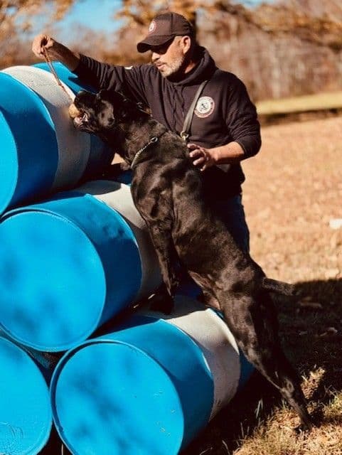 Import Line Cane Corso Puppies breeder image 4