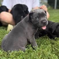 Import Line Cane Corso Puppies breeder image 8