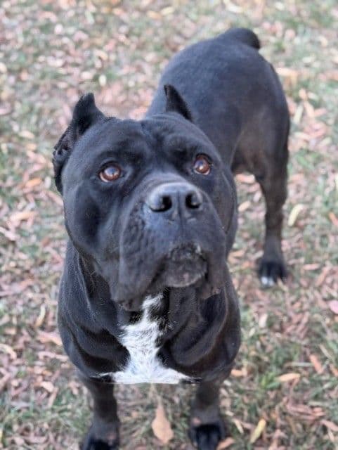 Import Line Cane Corso Puppies breeder image 9